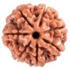 7-Mukhi-Rudraksha-1 7 Mukhi Rudraksha