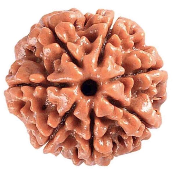 7-Mukhi-Rudraksha-1 7 Mukhi Rudraksha