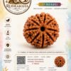 RudrakshaBuy_7_Mukhi_Catalogue 7 Mukhi Rudraksha
