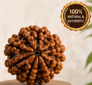 5 Mukhi Rudraksha