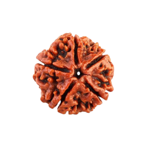 Rudraksha