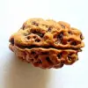 2 Mukhi Indonesian Rudraksha | Natural DO Mukhi Rudraksha | Original Rudraksha Bead