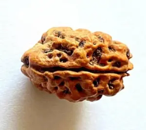 2 Mukhi Indonesian Rudraksha | Natural DO Mukhi Rudraksha | Original Rudraksha Bead