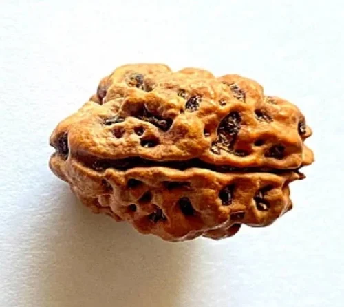 2 Mukhi Indonesian Rudraksha | Natural DO Mukhi Rudraksha | Original Rudraksha Bead