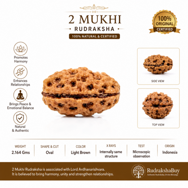 2 Mukhi Indonesian Rudraksha | Natural DO Mukhi Rudraksha | Original Rudraksha Bead