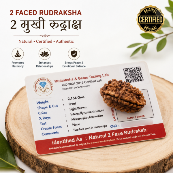 2 Mukhi Indonesian Rudraksha | Natural DO Mukhi Rudraksha | Original Rudraksha Bead