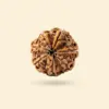 7_Mukhi_Rudraksha_Nepali_R1 7 Mukhi Rudraksha MEDIUM NEPALI RUDRAKSHA
