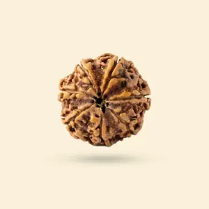 7 Mukhi Rudraksha MEDIUM NEPALI RUDRAKSHA