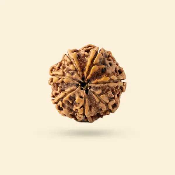 7_Mukhi_Rudraksha_Nepali_R1 7 Mukhi Rudraksha MEDIUM NEPALI RUDRAKSHA