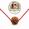 ChatGPT Image Aug 1, 2026, 04_02_32 PM 5 mukhi rudraksha
