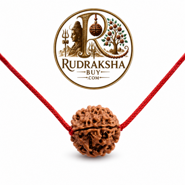 ChatGPT Image Aug 1, 2026, 04_02_32 PM 5 mukhi rudraksha