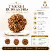 7 Mukhi Rudraksha MEDIUM SIZE NEPALI RUDRAKSHA 7 Mukhi Rudraksha MEDIUM NEPALI RUDRAKSHA