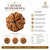 d9240576-47ef-4b86-841b-fcfd3e0711f7 7 Mukhi Rudraksha MEDIUM NEPALI RUDRAKSHA