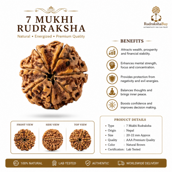 d9240576-47ef-4b86-841b-fcfd3e0711f7 7 Mukhi Rudraksha MEDIUM NEPALI RUDRAKSHA